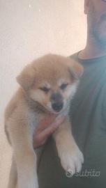Cucciola Akita inu