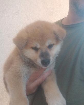 Cucciola Akita inu