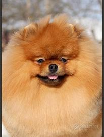 Spitz di Pomerania maschio