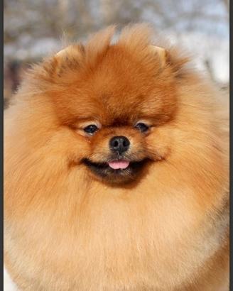 Spitz di Pomerania maschio