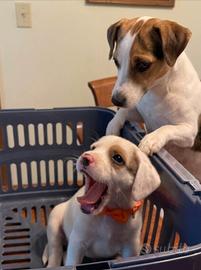 Cucciolo maschio jack Russell 2 mesi 
