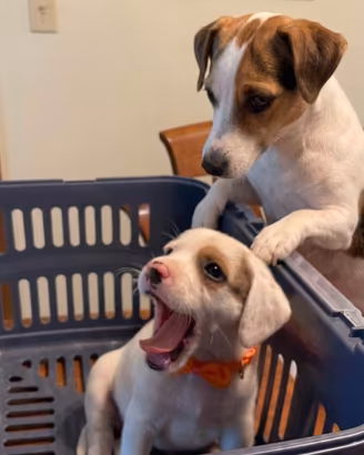 Cucciolo maschio jack Russell 2 mesi 