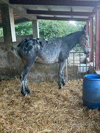 Mulo appaloosa