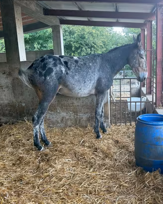 Mulo appaloosa