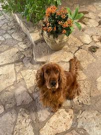 Cocker Spaniel per monta