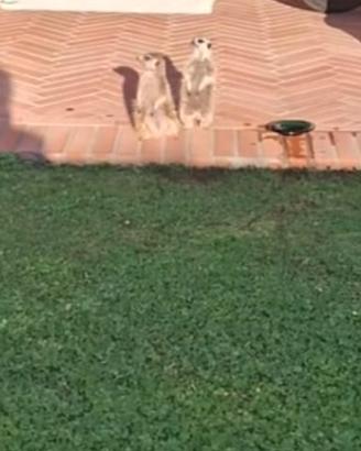 COCO e SIMBA