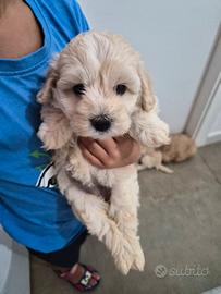 barboncino/maltipoo