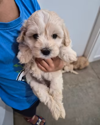 barboncino/maltipoo