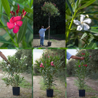 Piante in Vaso