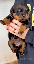 Cuccioli di rottweiler