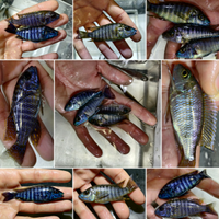 Ciclidi Africani, varie razze e misure