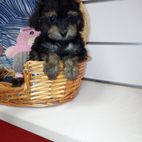 Barboncino mini toy maschio3501613774