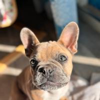 Bulldog francese per monta