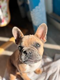 Bulldog francese per monta