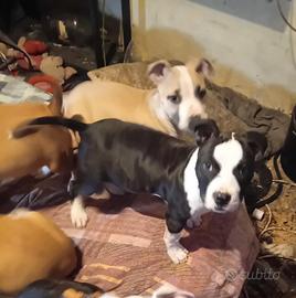 Cuccioli amstaff