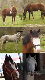 Pony per diverse discipline