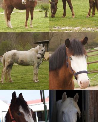 Pony per diverse discipline