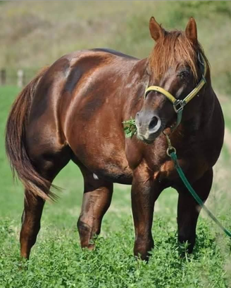 Stallone Quarter Horse stagione di monta