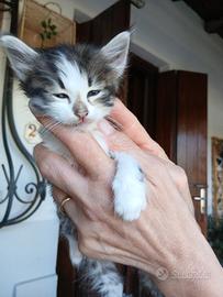 Gattini in adozione
