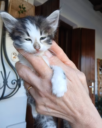 Gattini in adozione
