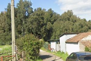 Terreno bosco per legna in riserva di caccia