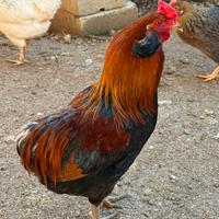 Gallo Auracana Ciuffato