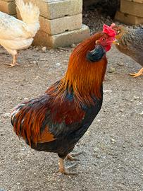 Gallo Auracana Ciuffato