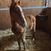 Pony sportivi e puledri