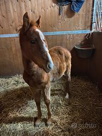Pony sportivi e puledri