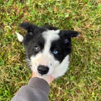 Cuccioli Border collie