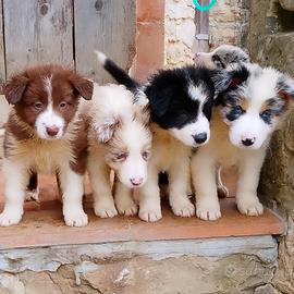 Cuccioli di Border Collie con pedigree