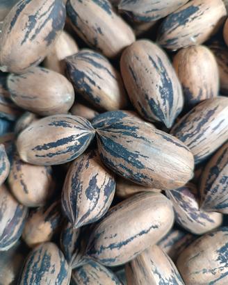 noce pecan