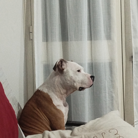 Amstaff per monta