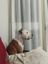 Amstaff per monta