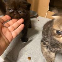 Gattini persiani ed esotici