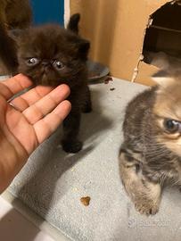 Gattini persiani ed esotici