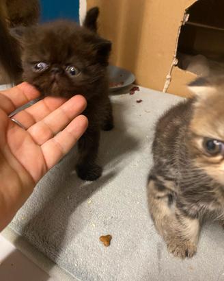 Gattini persiani ed esotici