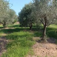 Terreno agricolo