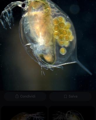 Daphnia starter + microfauna varia