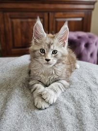 Ultimo cucciolo Maine Coon XXL con Pedigree ANFI