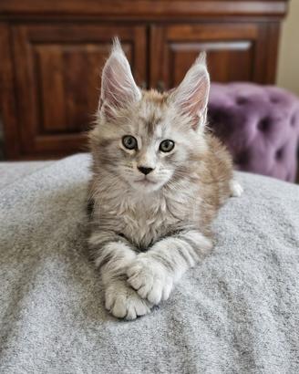 Ultimo cucciolo Maine Coon XXL con Pedigree ANFI