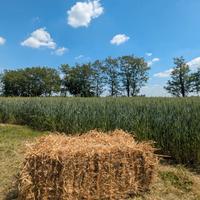 Paglia per pacciamatura orto