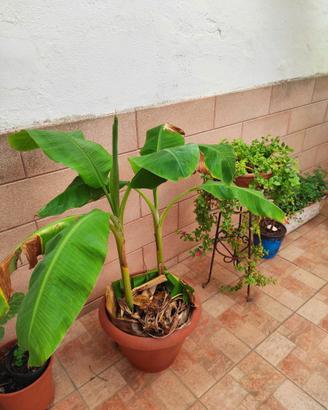 Banani in vaso.