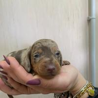 Bassotto tedesco kaninken arl. cioccolato