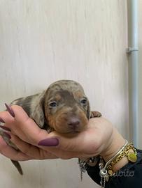 Bassotto tedesco kaninken arl. cioccolato