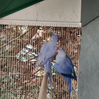 Coppia collari viola del 2020