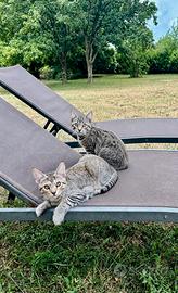 Maine Coon senza pedigree