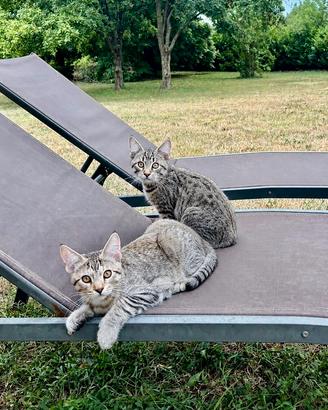 Maine Coon senza pedigree