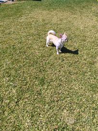 Stalloncino chihuahua