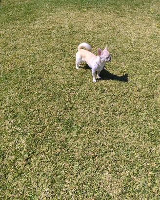 Stalloncino chihuahua